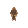 Singdrossel