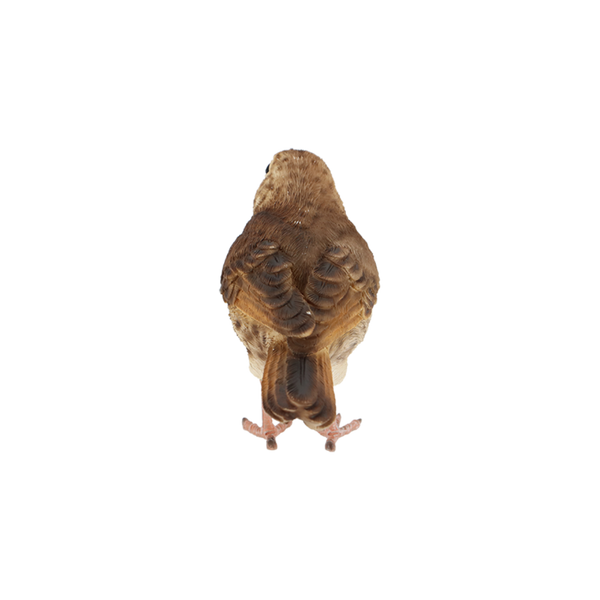 Singdrossel