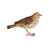 Singdrossel