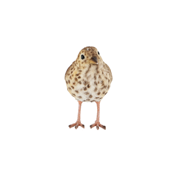 Singdrossel