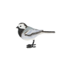 Weiße Bachstelze
