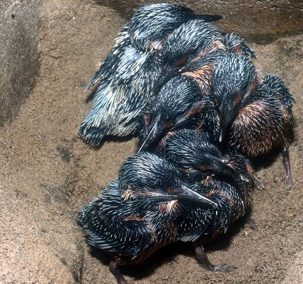 Broedbuis voor ijsvogel en oeverzwaluw – foto 8