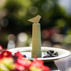 Vogelbadfink Olivgrün