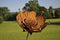 ROST - Rostblume 90.HT90821-0