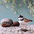 DecoBird - Flussregenpfeifer