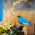 DecoBird Mountain Bluebird – handgesneden houten vogel 14 cm