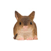 Maus