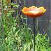Wilder Mohn roter Vogelhäuschen