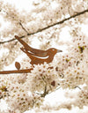 Birdwise - Amsel