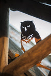 Birdwise - Sumpfohreule