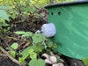CaptureWILD - Igel
