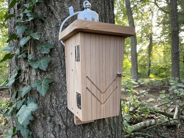 CaptureWILD - Fledermaus