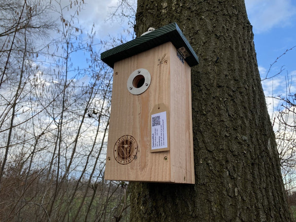 CaptureWILD - Kohlmeise