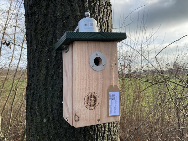 CaptureWILD - Blaumeise