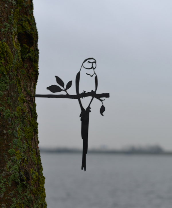 Birdwise - Rosenringsittich