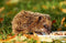 Bio-Pastete für Igel