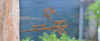 Birdwise - Lovebird-Tauben