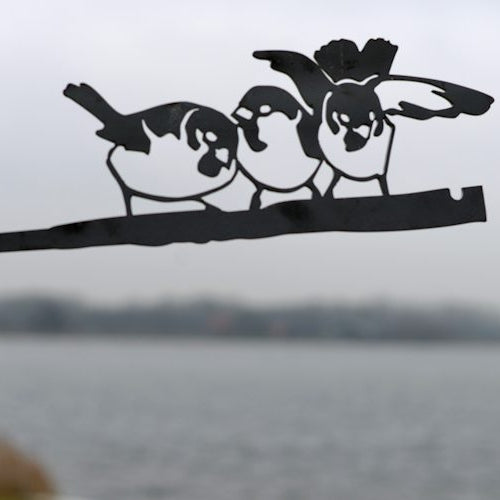 Birdwise - Haussperling-Trio #4