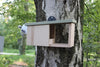 CaptureWILD - Robin