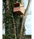 Turmfalke-Box