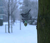 Birdwise - Amsel