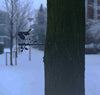 Vogelweise - Robin