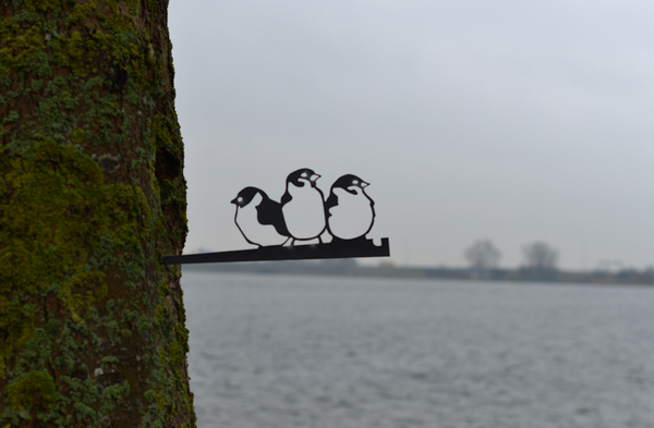 Birdwise - Haussperling-Trio #3