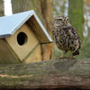Vogelhaus der kleinen Eule