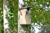 Hohles Vogelhaus Simon