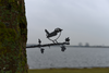 Birdwise - Zaunkönig