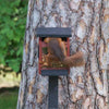 Ekorrmatare Eichhörnchen-Box
