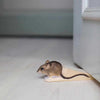 Wildlife Garden - Türstopper Maus