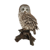 Great Wall Owl fliegt