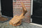 Holzskulptur Fisch 90cm