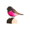 DecoBird Schwarz-rosa Fliegenschnäpper