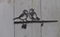 Birdwise - Kohlmeisenpaar